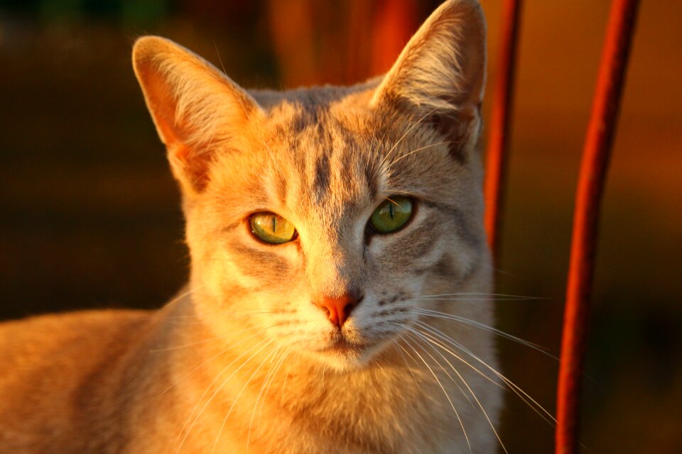 Evening light kitten fall color