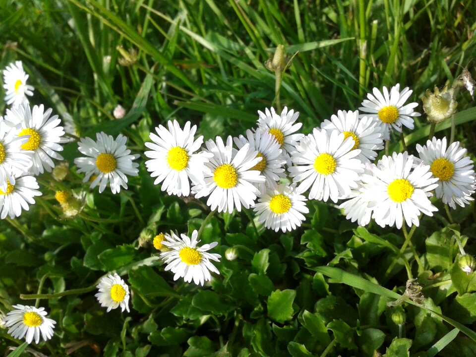 Daisy spring garden