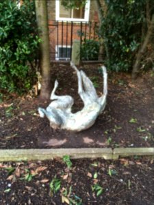 Mycenae House gardens