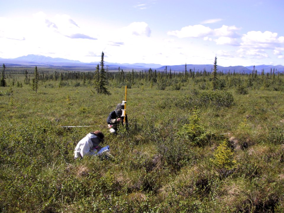 Biological technicians James Walton and Jedediah Brodie collect plant cover data in the Toklat Basin ecoregion of Denali NP during the first season of fieldwork for this project in 2001.