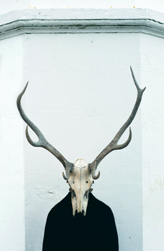 Animal skull bone skeleton