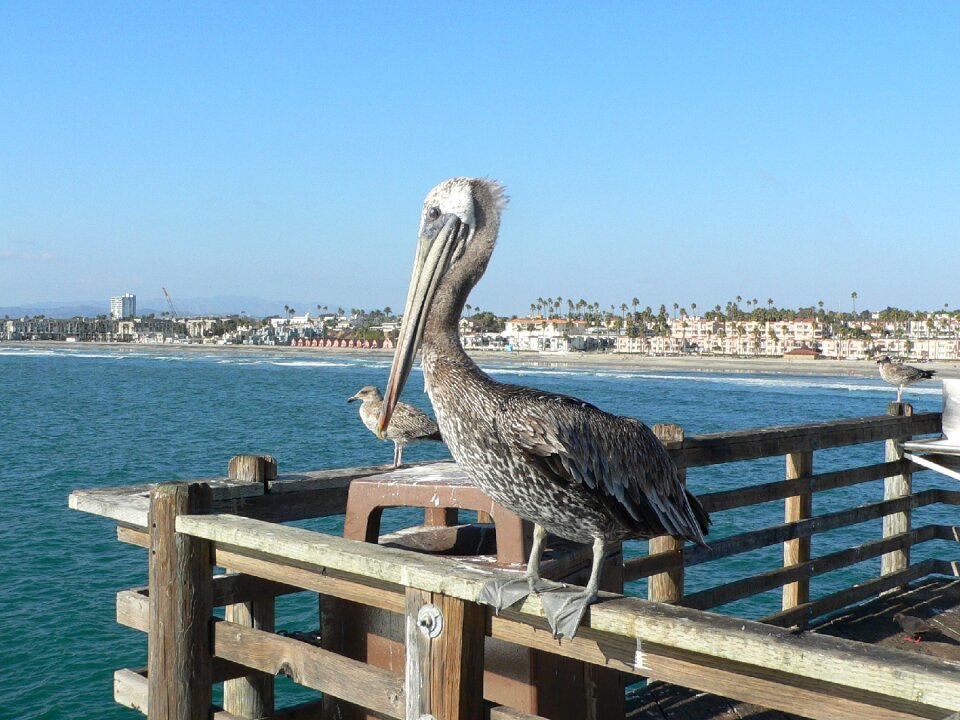 Animal coast wildlife