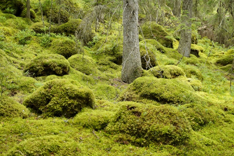 Forest moss magic forest