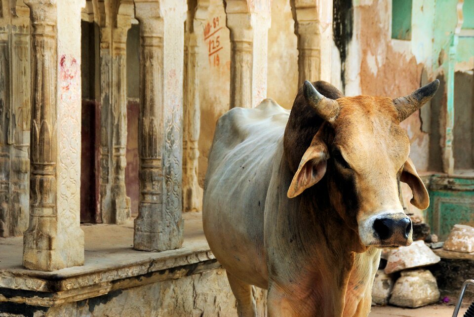 Mandawa sacred cow guardian temple
