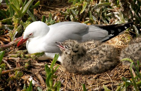 Red Billed Gull And Chick. NZ