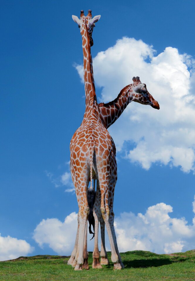 Zoo africa outlook