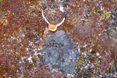 Collar from a Dall Sheep that served it's research purpose and fell off the animal-NOAT