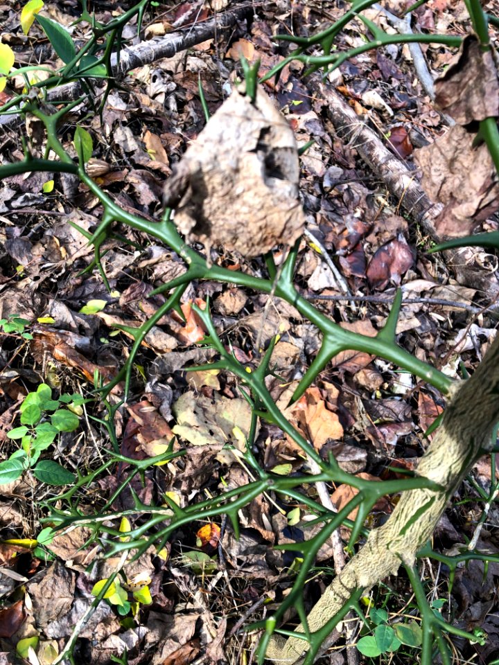 Hardy Orange (Poncirus trifoliata)