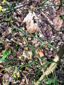 Hardy Orange (Poncirus trifoliata)
