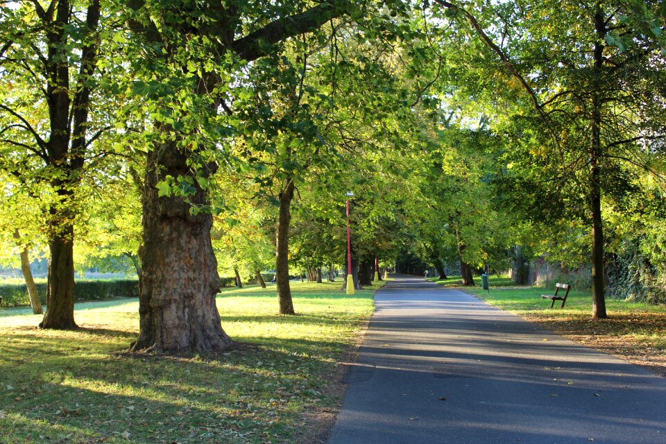 Alley nature autumn