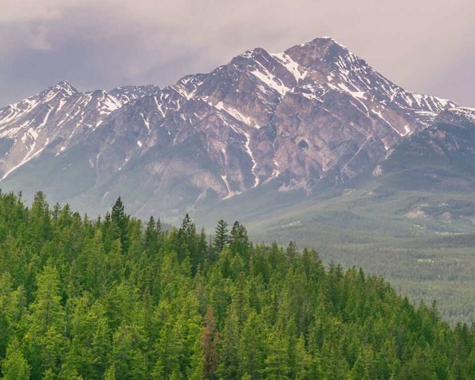 Landscape forest landscape tree
