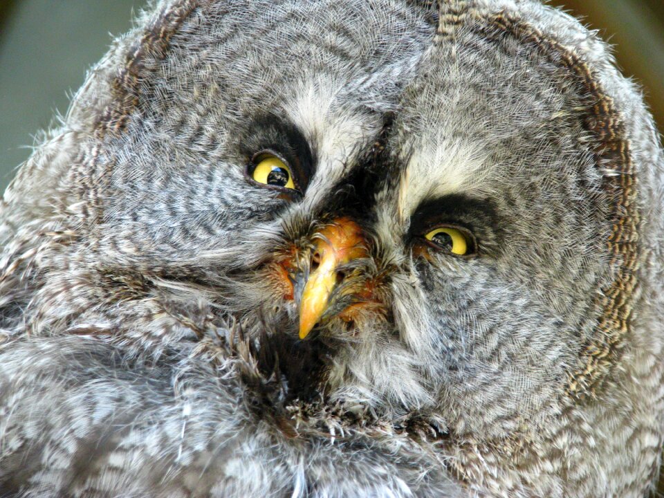 Portrait animal world funny
