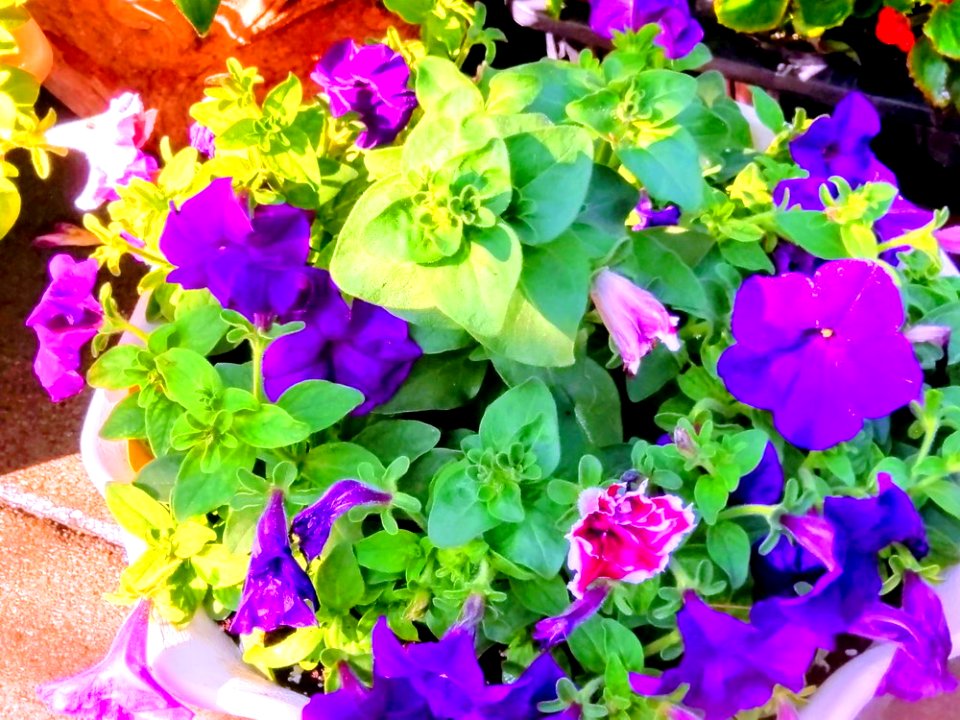 IMAG0053