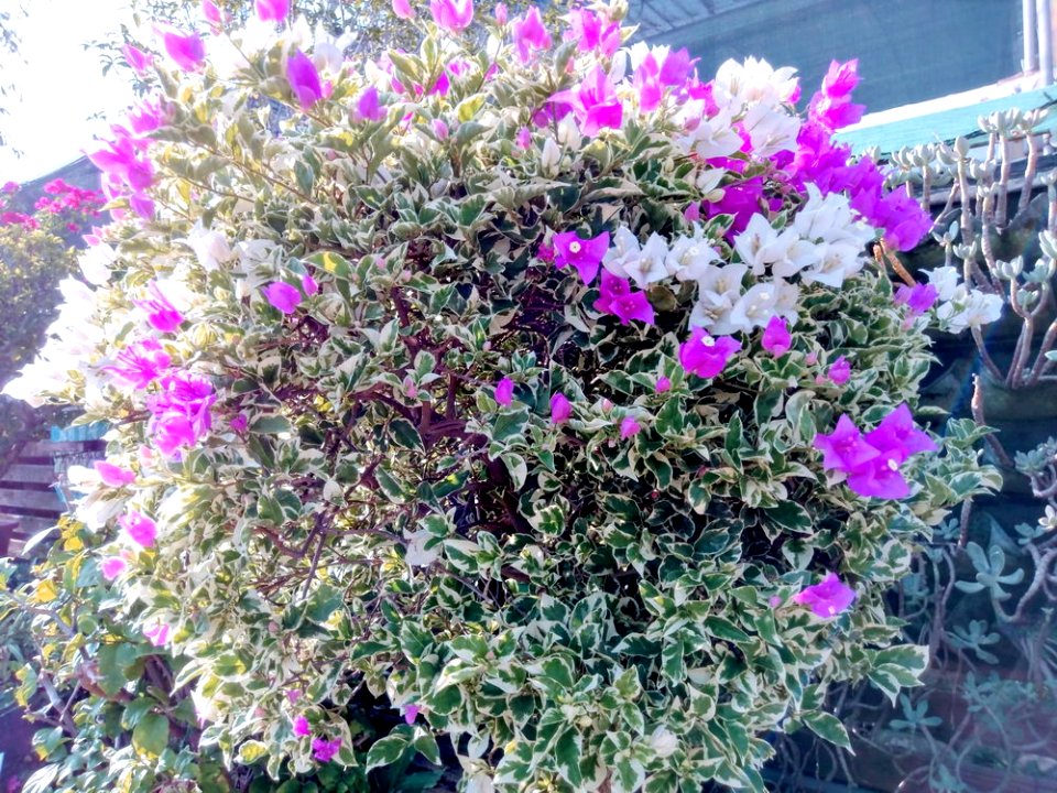 IMAG0014
