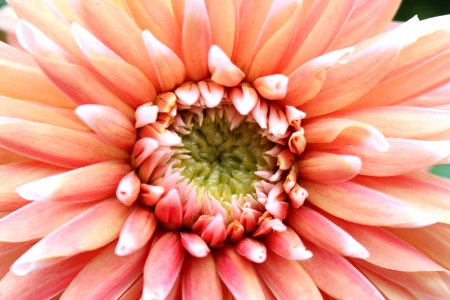 Flower close-up