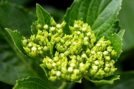 Green flower buds