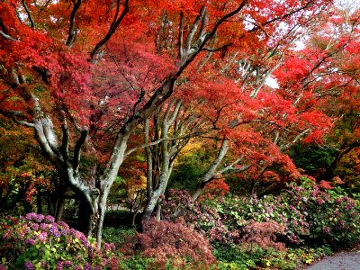 Among the maples photo