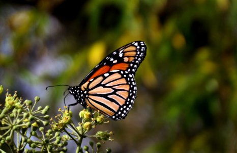 The Monarch Butterfly. photo