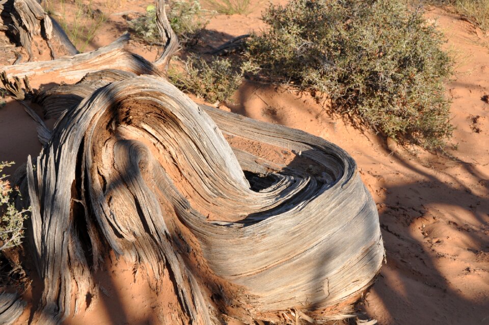 Log tribe tree root
