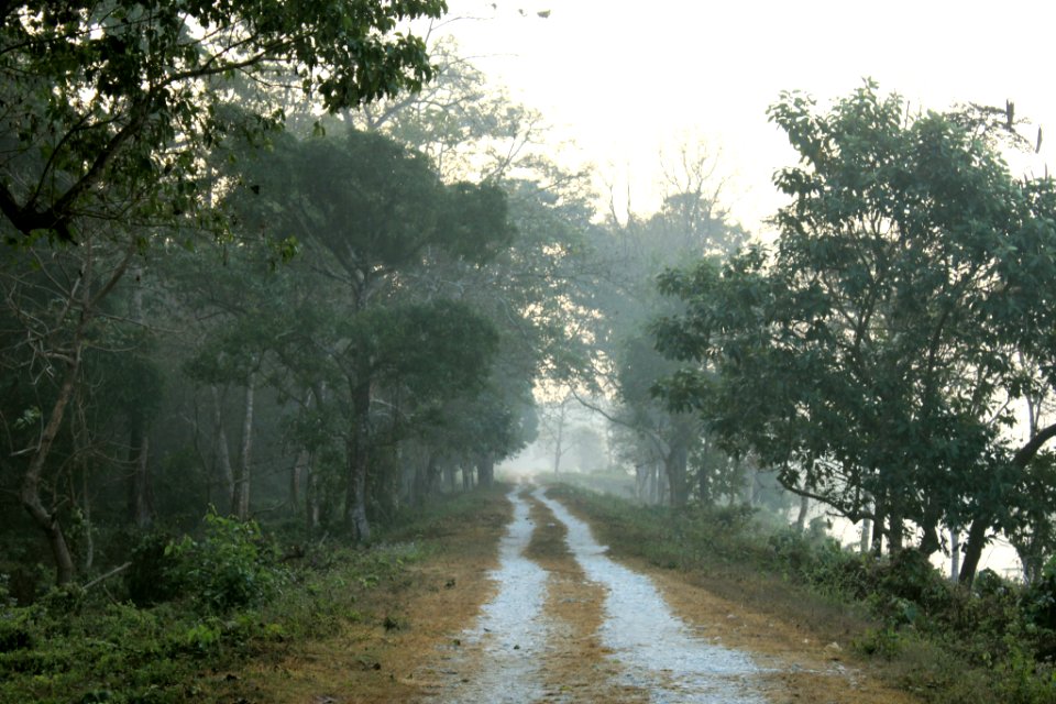 Road through Chilapata forest