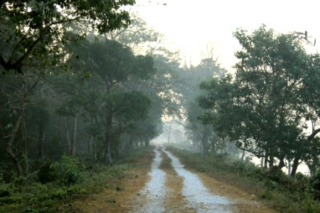 Road through Chilapata forest photo