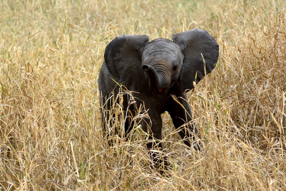 Amboseli africa kenya
