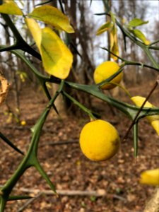 Hardy Orange (Poncirus trifoliata)