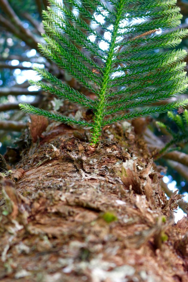 Looking up the tree bark