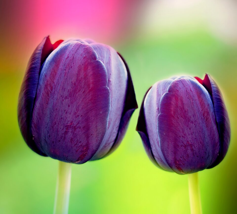 Beautiful gorgeous intense color