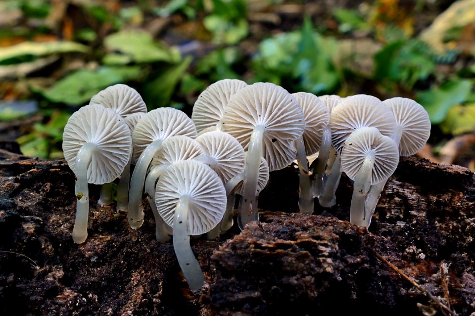 Roridomyces austrororidus, (Mycena)