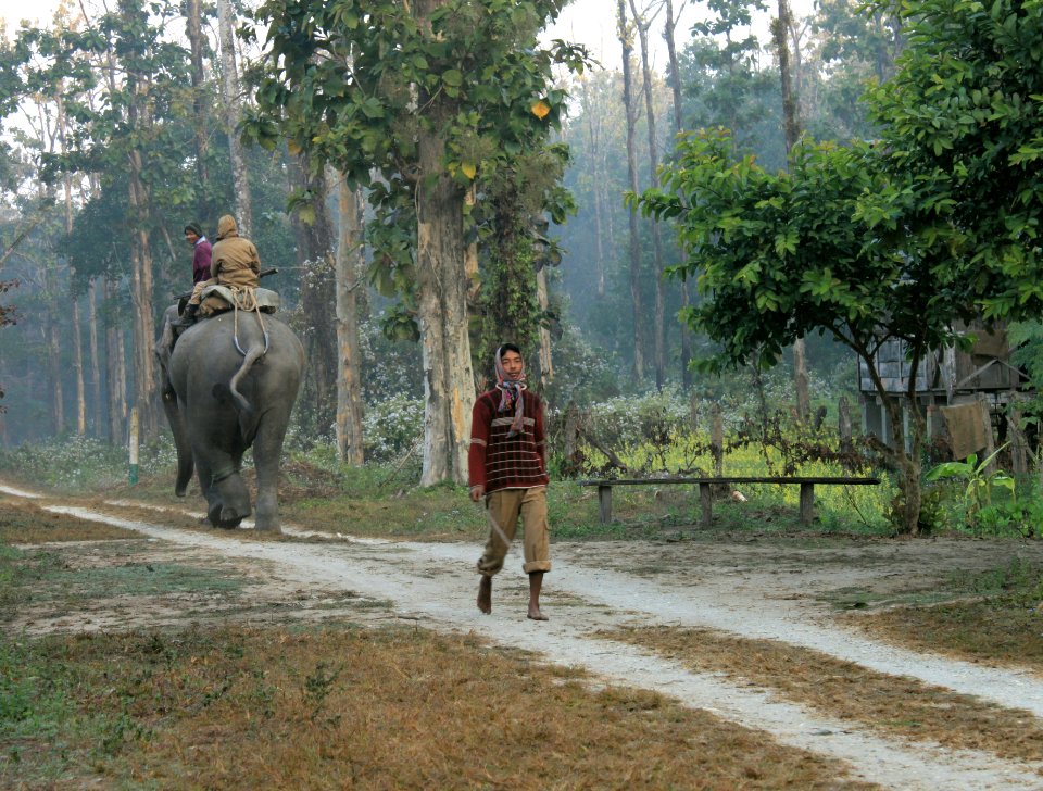 Taking the elephant on a walk, at Chilapata forest