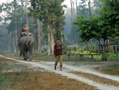 Taking the elephant on a walk, at Chilapata forest photo