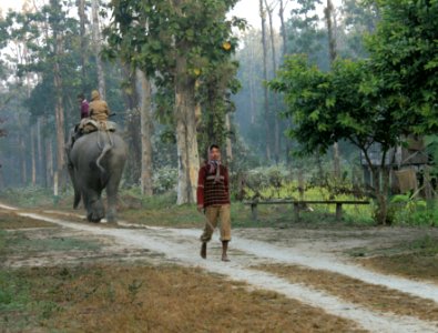 Taking the elephant on a walk, at Chilapata forest