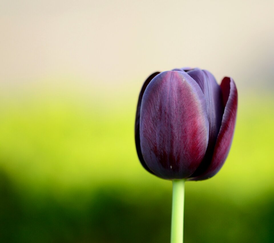 Tulip flower flowers