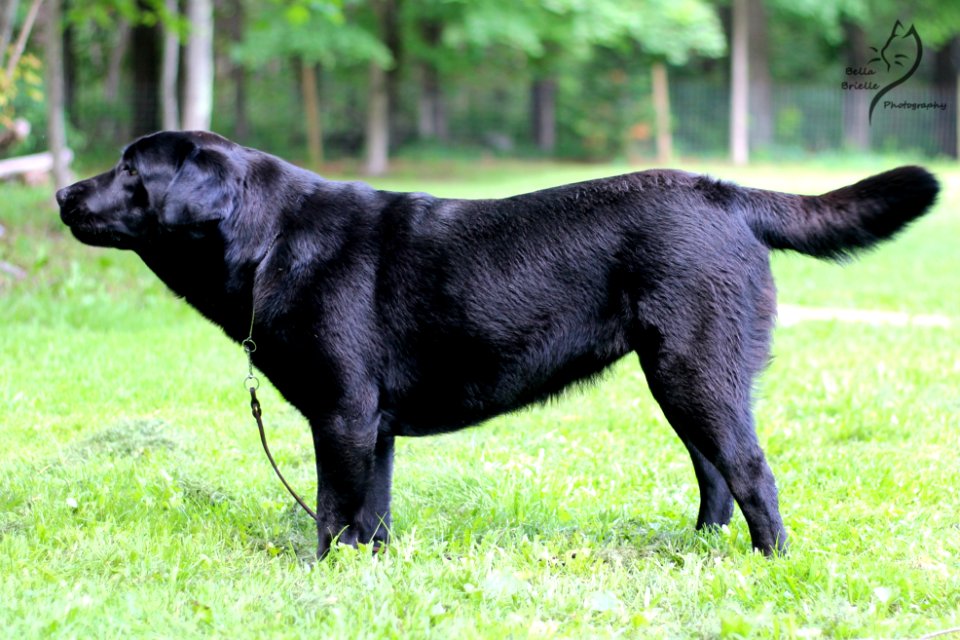 boonfield (34)