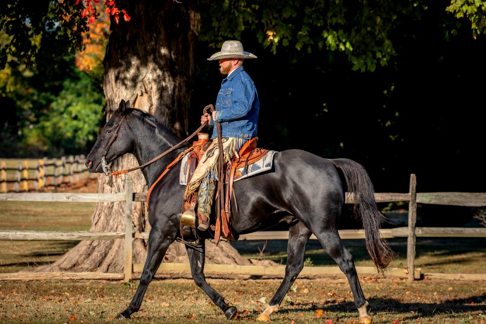 Whitehall Equestrian