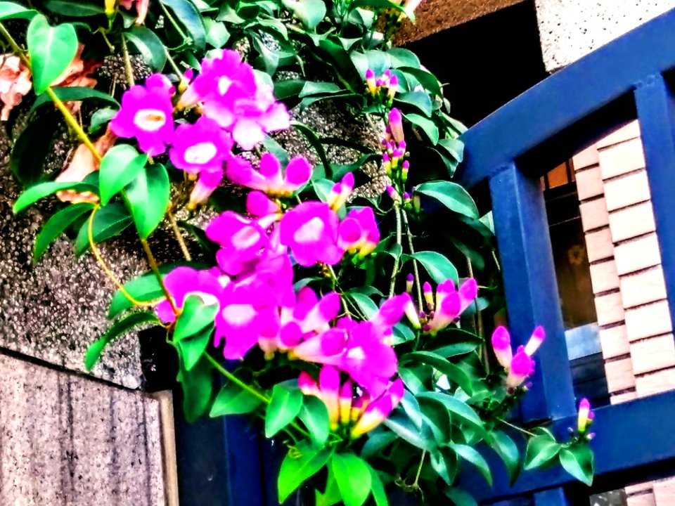 IMAG0050