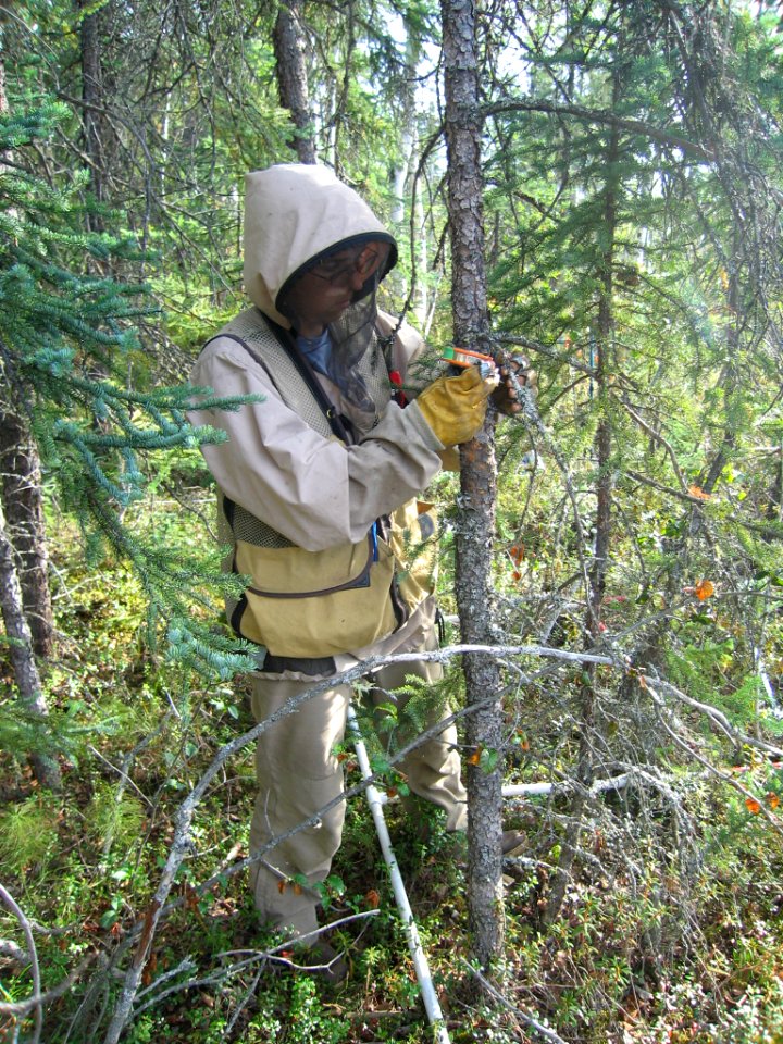 Biologist versus mosquito. Head to toe clothing is a must when conducting field work here. Botanist Sarah Stehn measures the diameter of a spruce tree in the western lowlands of Denali NP.