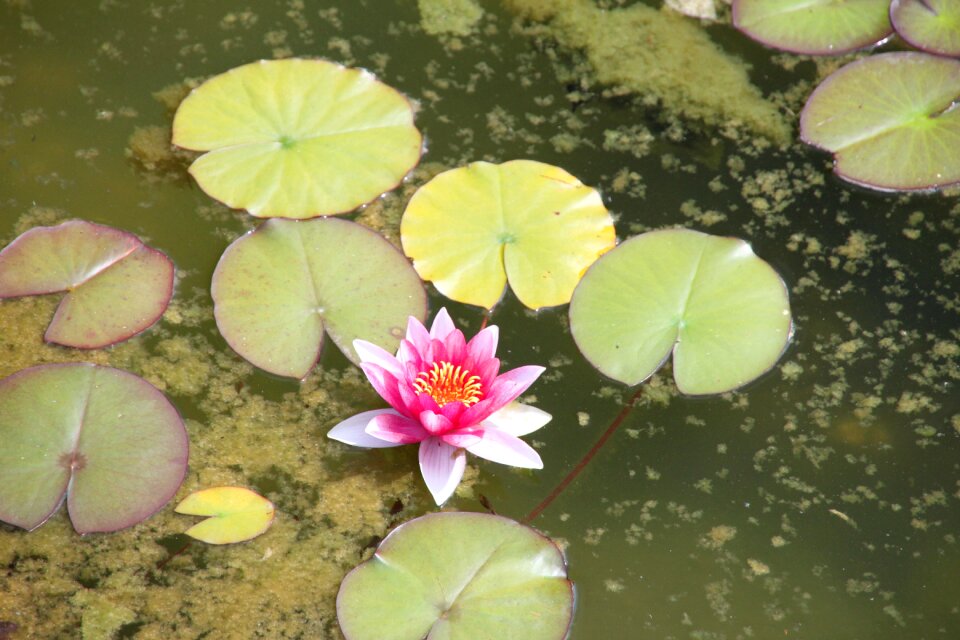 Pond aquatic plant garden