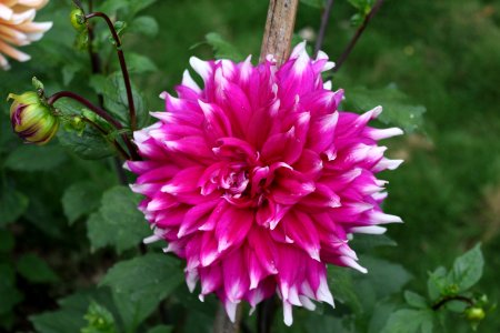 Flower close-up