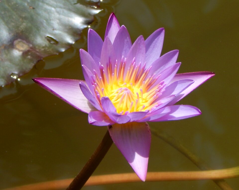 Aquatic water pond