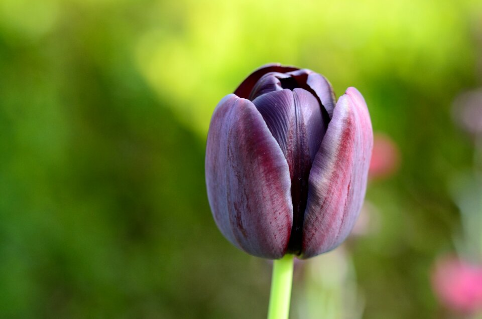 Tulip flower flowers