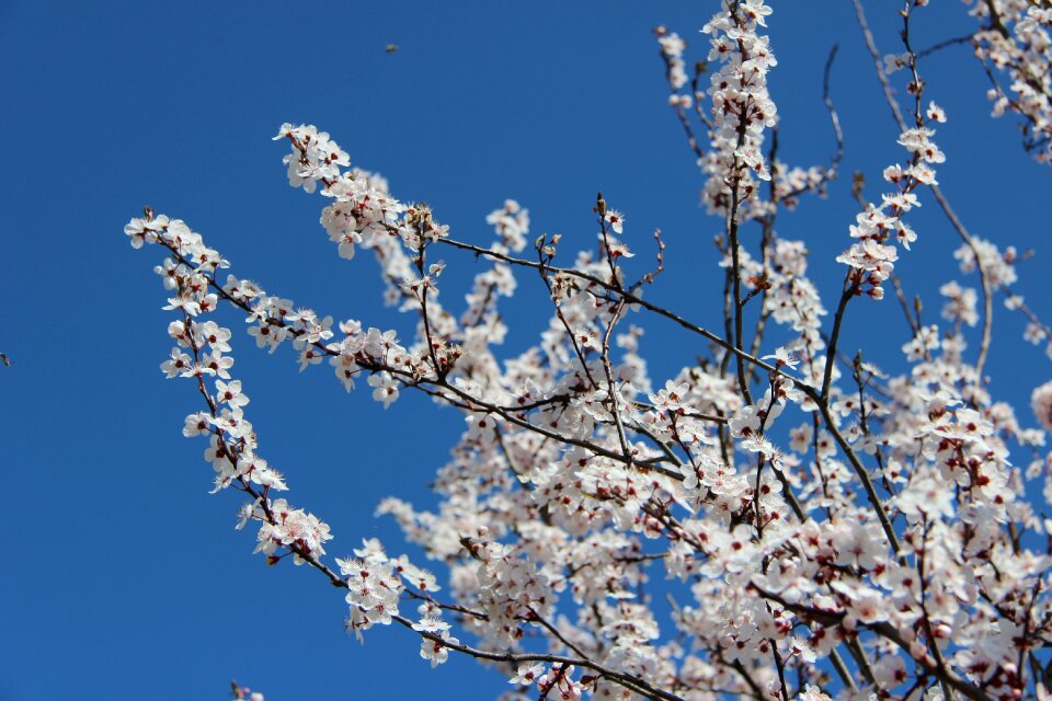 Flower flowering blue sky