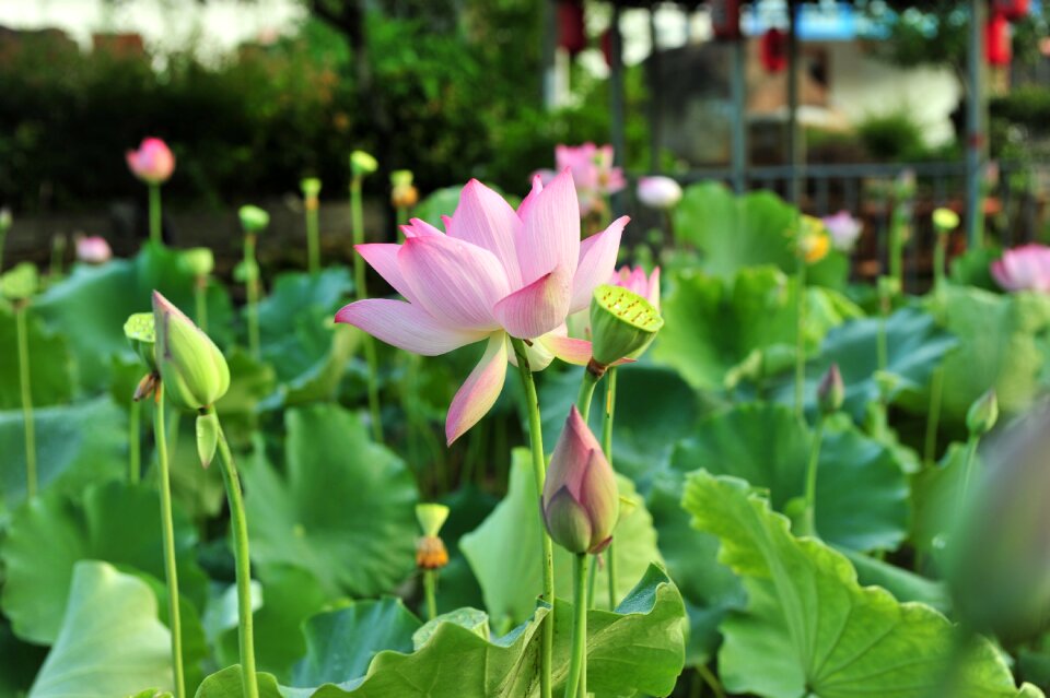 Elegant artistic conception lotus leaf