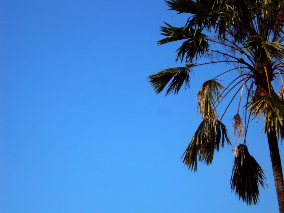 Coconut tree against the sky