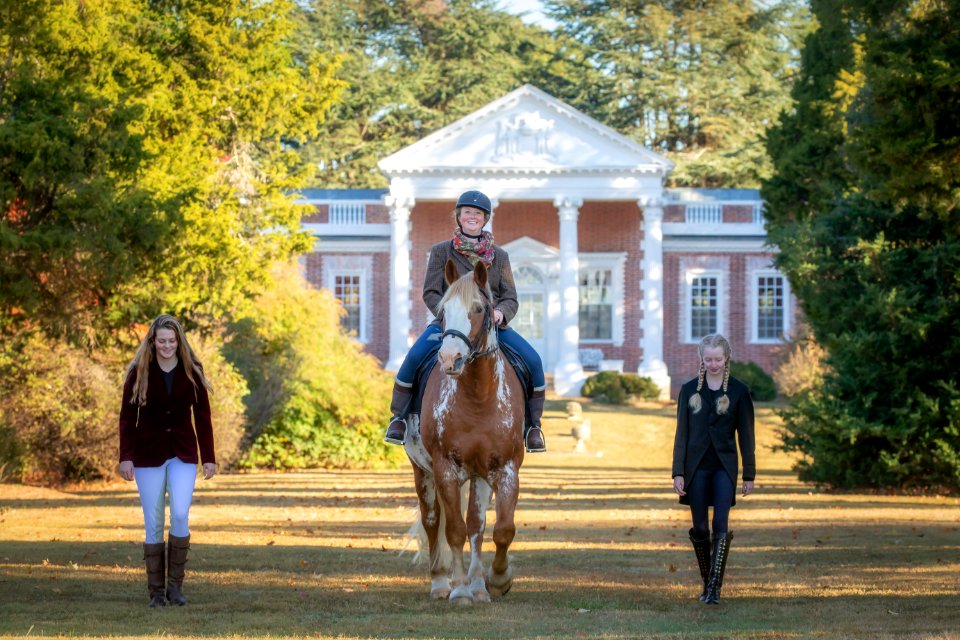 Whitehall Equestrian