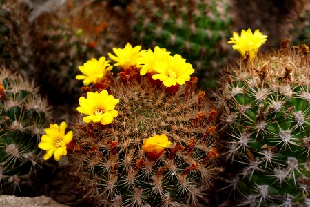 Cacti with yellow flowers
