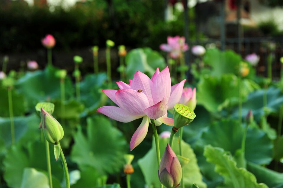 Lotus elegant artistic conception