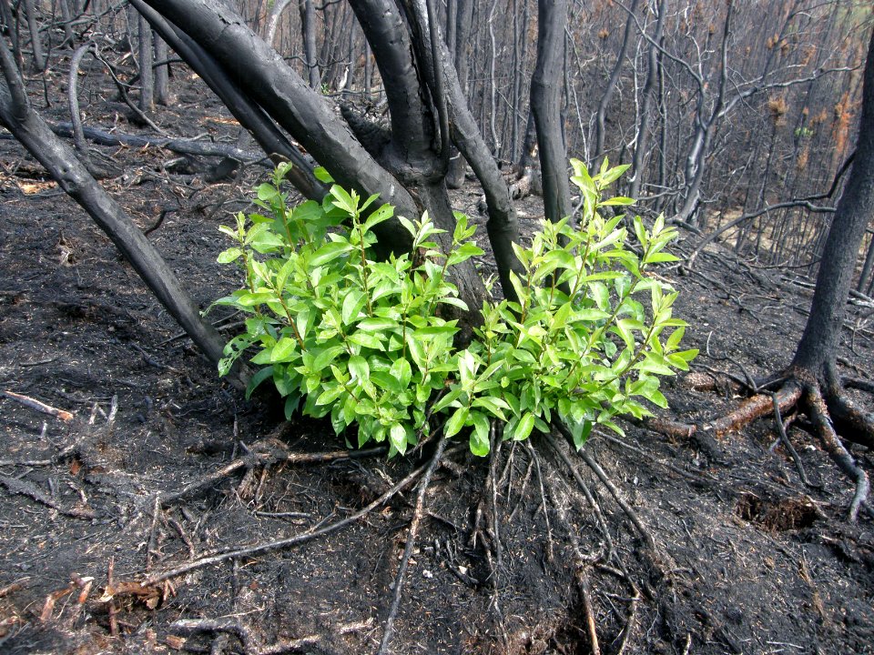 Willow Shoots