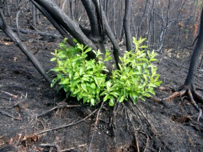 Willow Shoots
